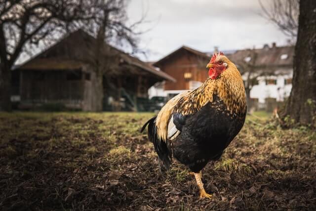 Chicken Roaming Freely