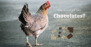 Can chickens eat chocolate?