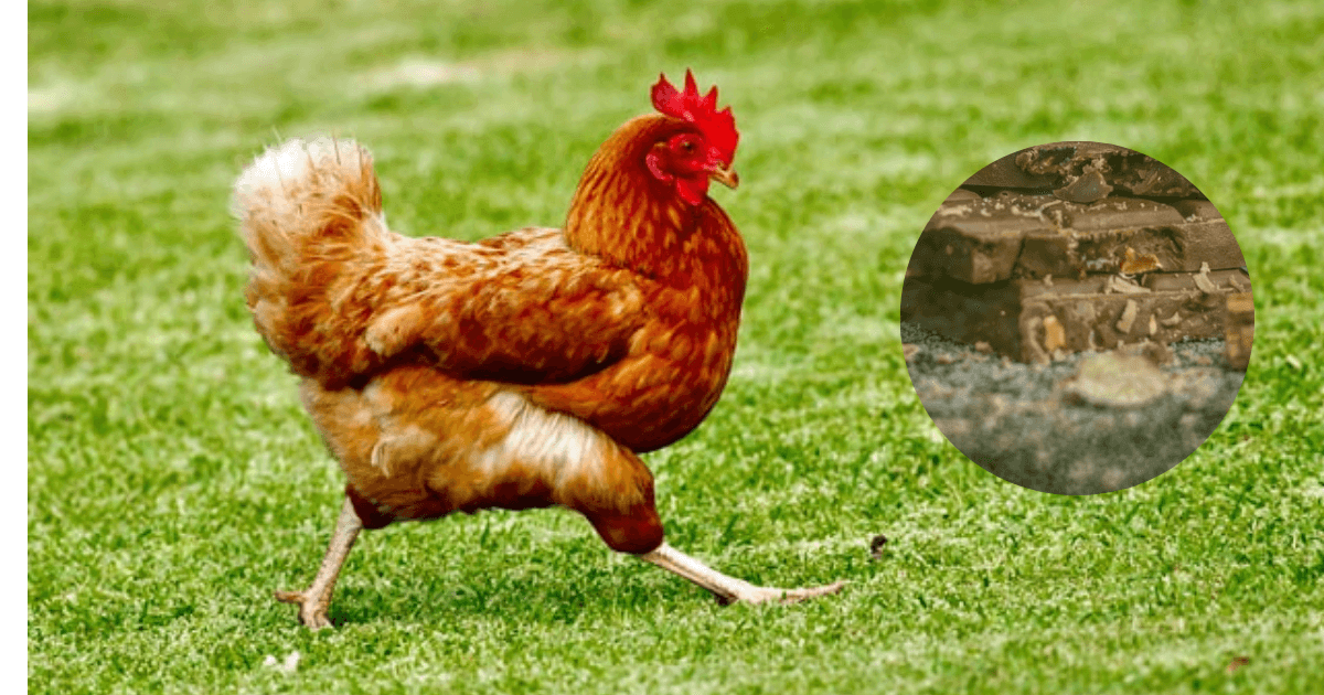 Can Chickens Eat Chocolate? Sterling Springs Chicken