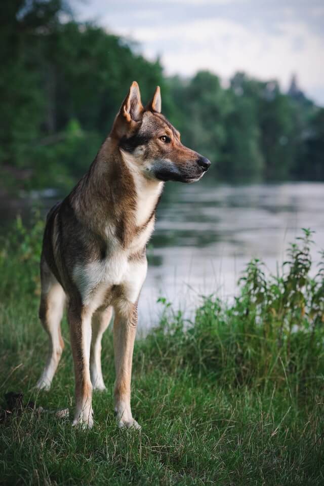 Dog by lake