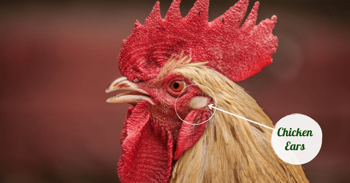 FAQ’s Chicken Anatomy and Physiology Sterling Springs Chicken