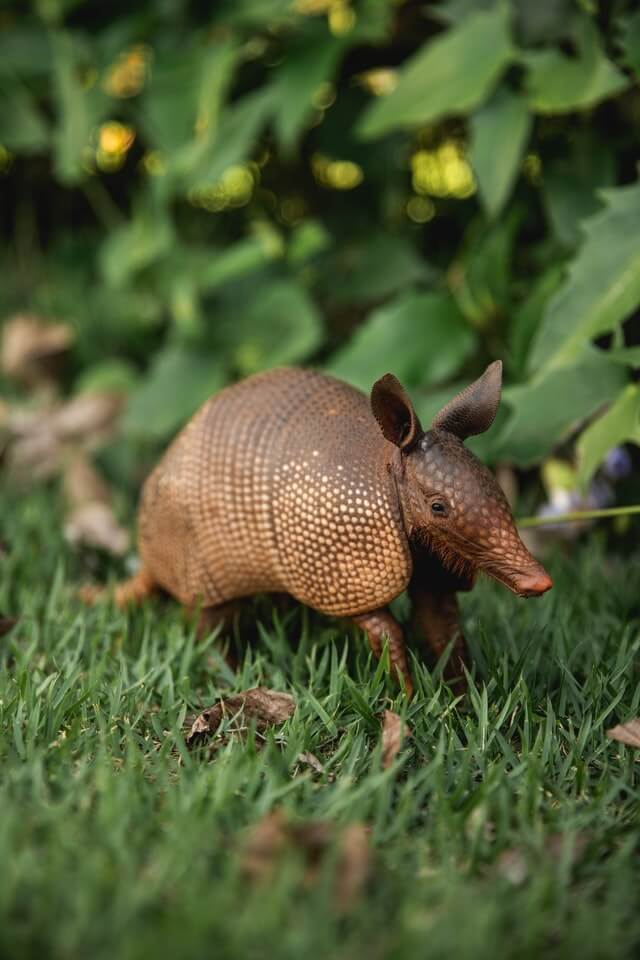 Armadillo on field edge