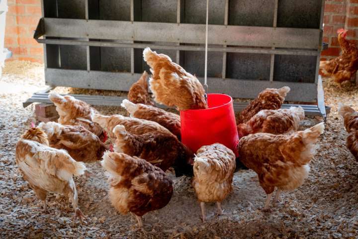 welsummer chickens eating