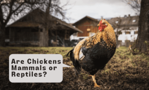 Are chickens mammals or reptiles or birds? Chickens are not mammals or reptiles.