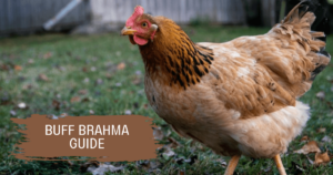buff brahma chicken