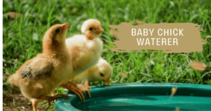 chicks drink water from watering pot