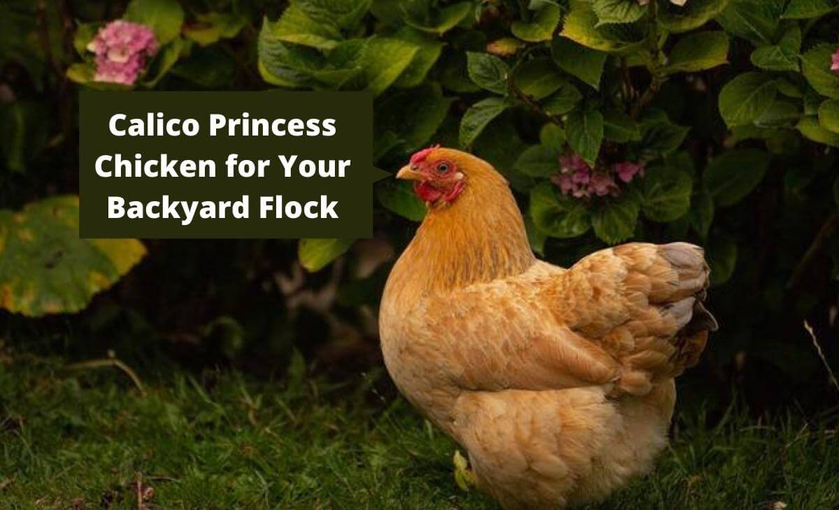 Calico Princess Chicken: The Ultimate Guide - Sterling Springs Chicken