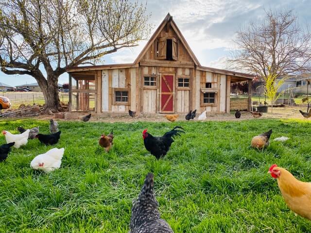Best Chicken Coop Camera
