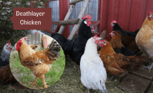 a flock of chicken with deathlayer