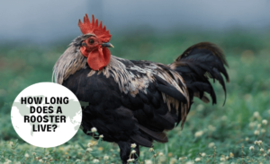 How long do roosters live