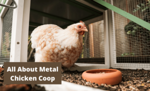 a chicken inside the coop