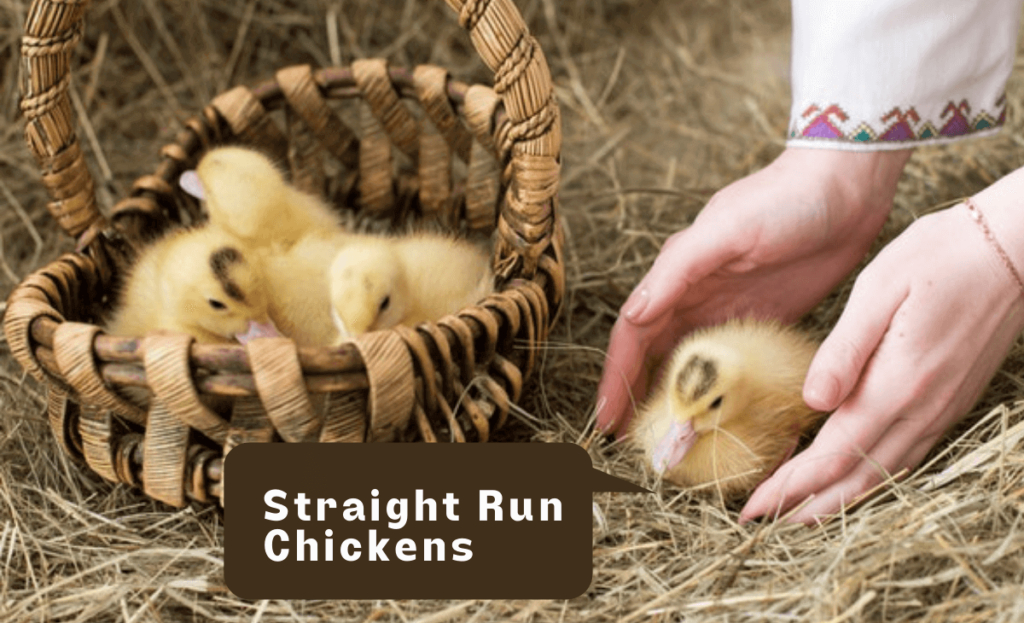 Straight Run Chickens