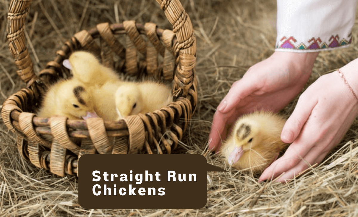 straight-run-chickens-what-you-need-to-know-sterling-springs-chicken