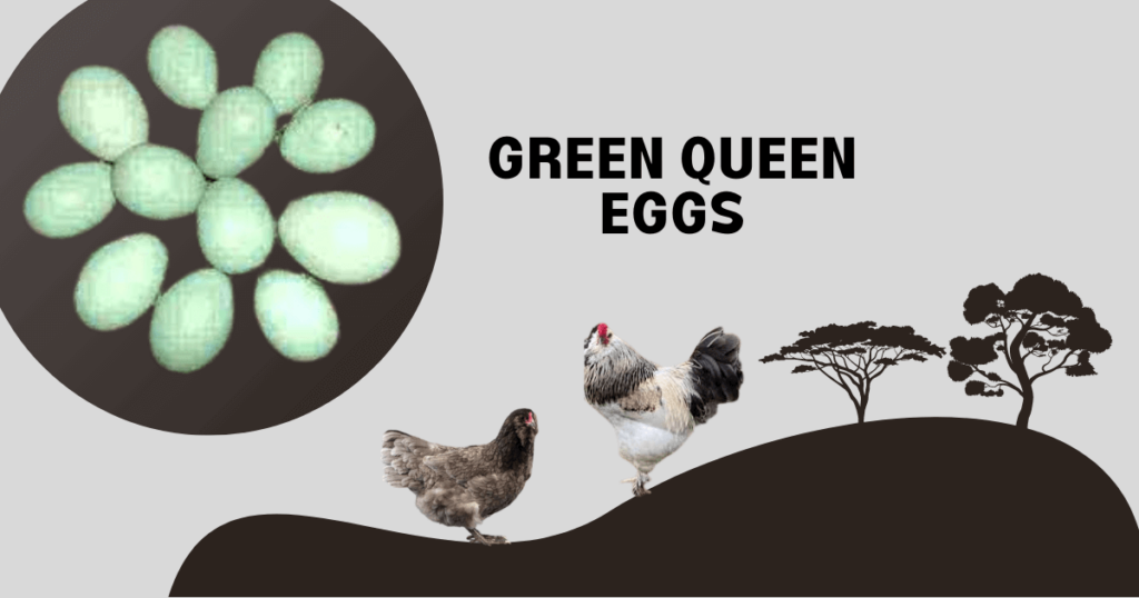 chickens and green eggs