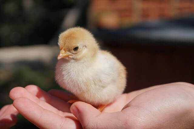 a chick on a hand