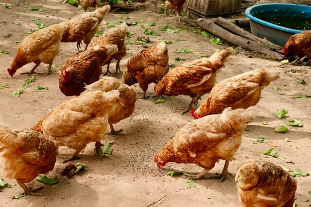 a flock of calico princess chickens eating on the ground