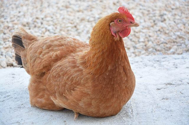 a brown chicken sitting on a white sand
