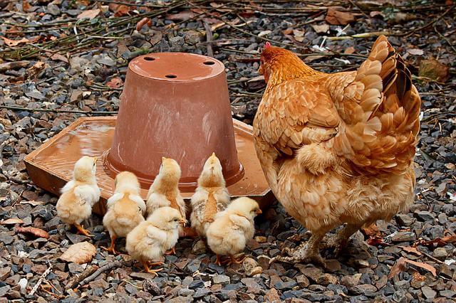 a hen and chicks drinking in a waterer