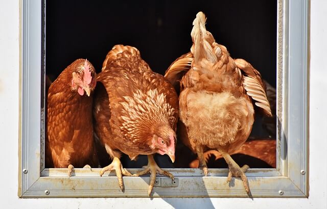 Three brown chickens peeking into a window