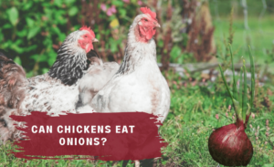 Can chickens eat onions?
