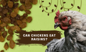 Can chickens eat raisins?