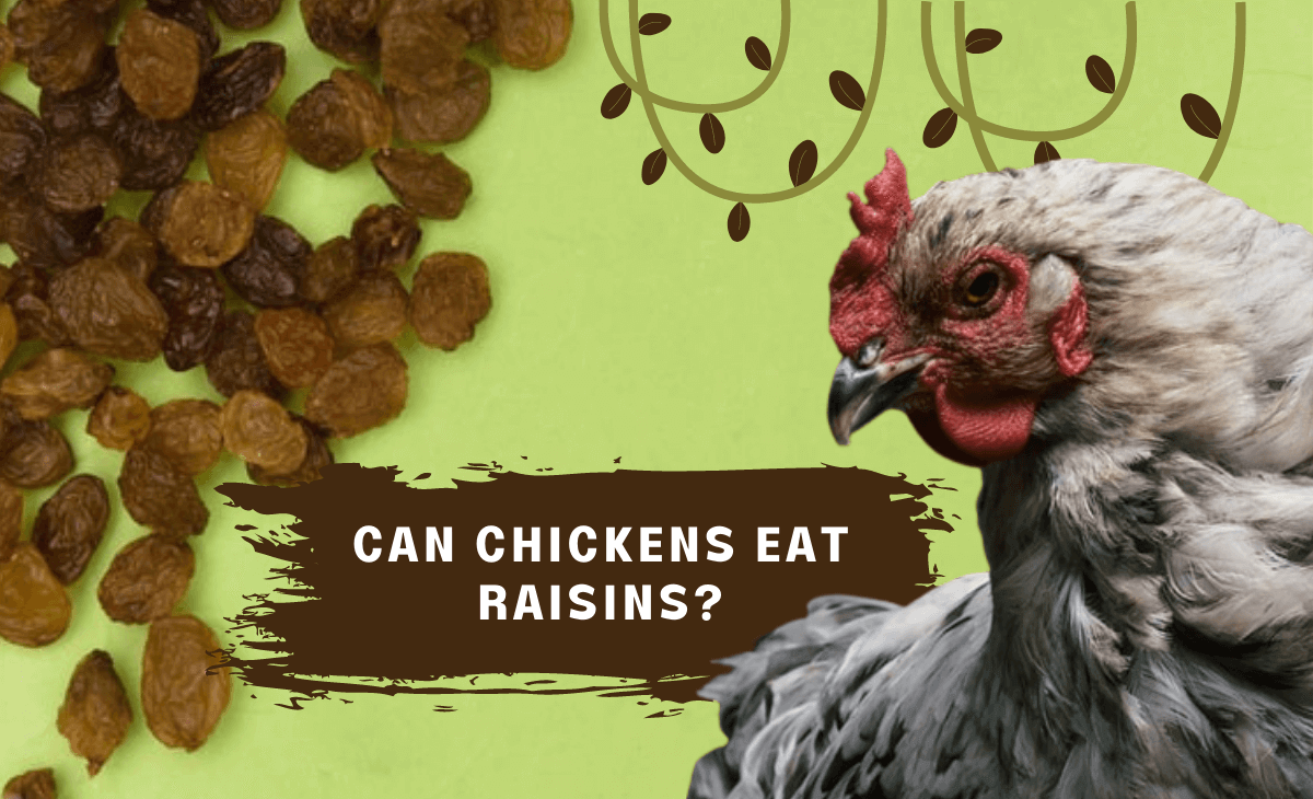 Can Chickens Eat Raisins? Sterling Springs Chicken