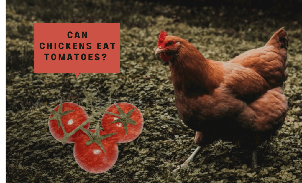 Can chickens eat tomatoes
