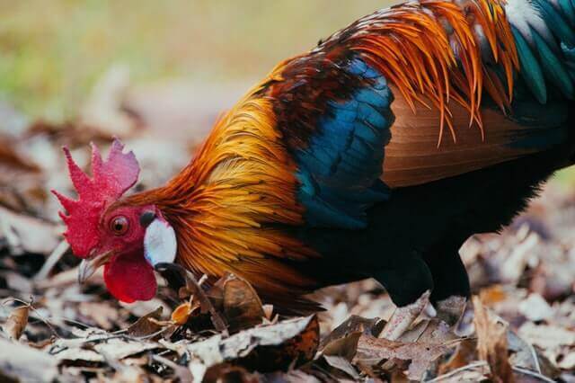 chicken scratching leaves , pecking ground