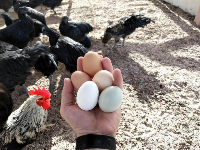 Chickens on the ground and eggs on a hand