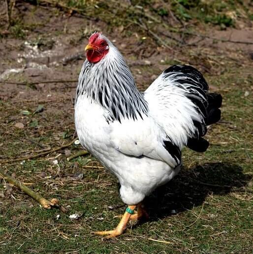 a chicken with black and white feathers standing