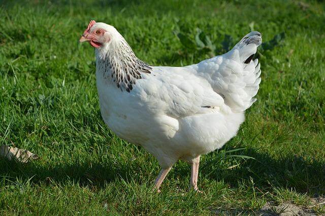 a beautiful white hen in a green grass