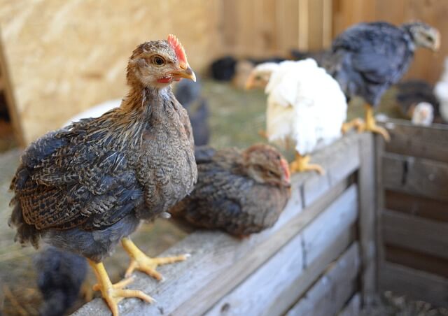 four black and white deathlayer chickens