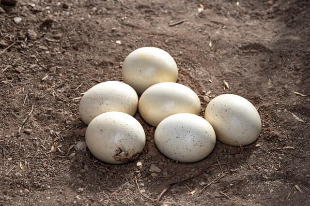 photo of six white eggs