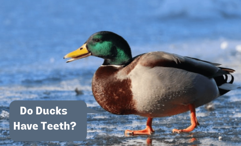 Do Ducks have Teeth? - Sterling Springs Chicken