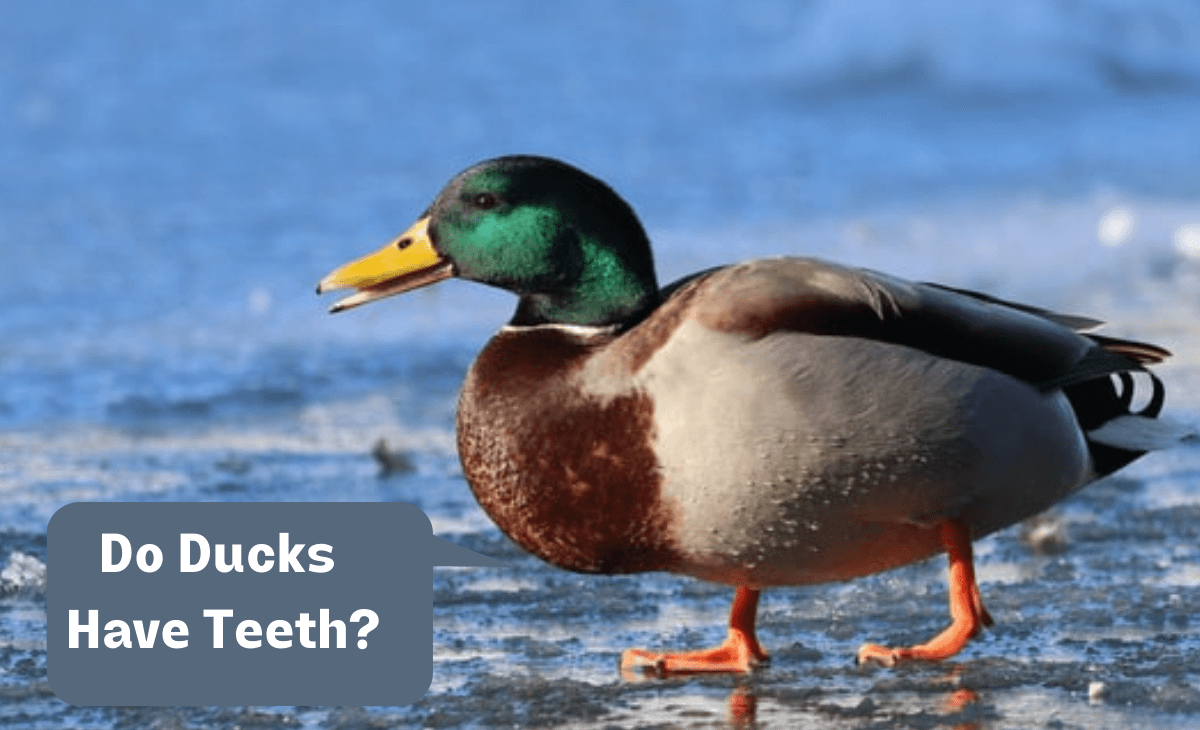 Do Ducks have Teeth? Sterling Springs Chicken