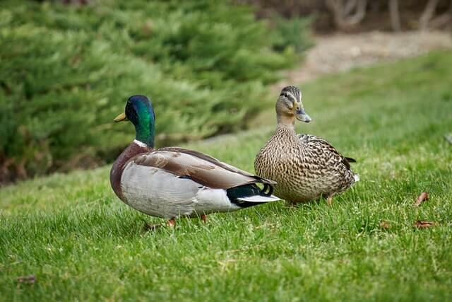two brown ducks standing on the grass