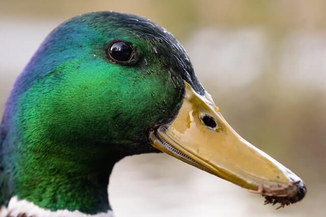 duck beak image