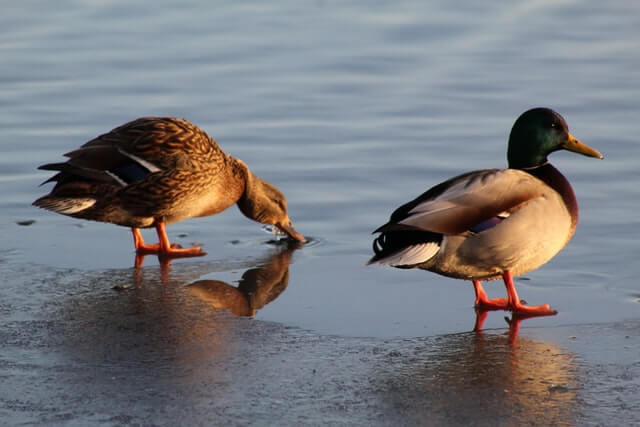 two ducks standing in shallow water