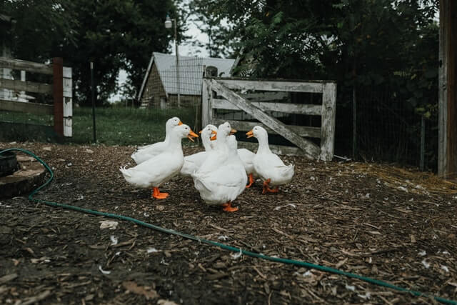 a flock of white ducks