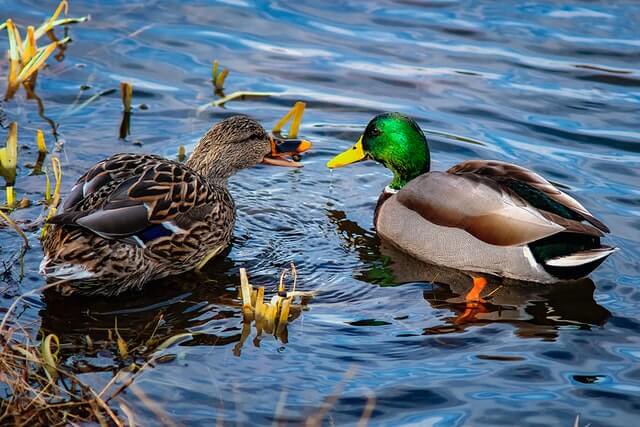 two ducks swimming in the water photo