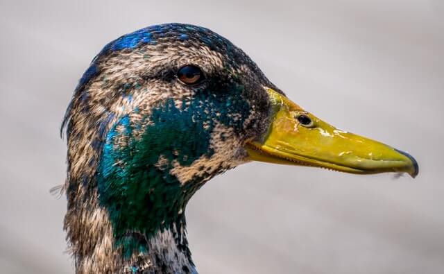  the beak and head of a duck photo