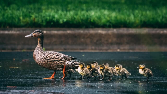 duck family walking on the water photo