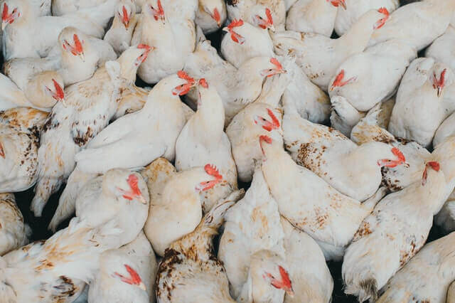 flock of white chickens