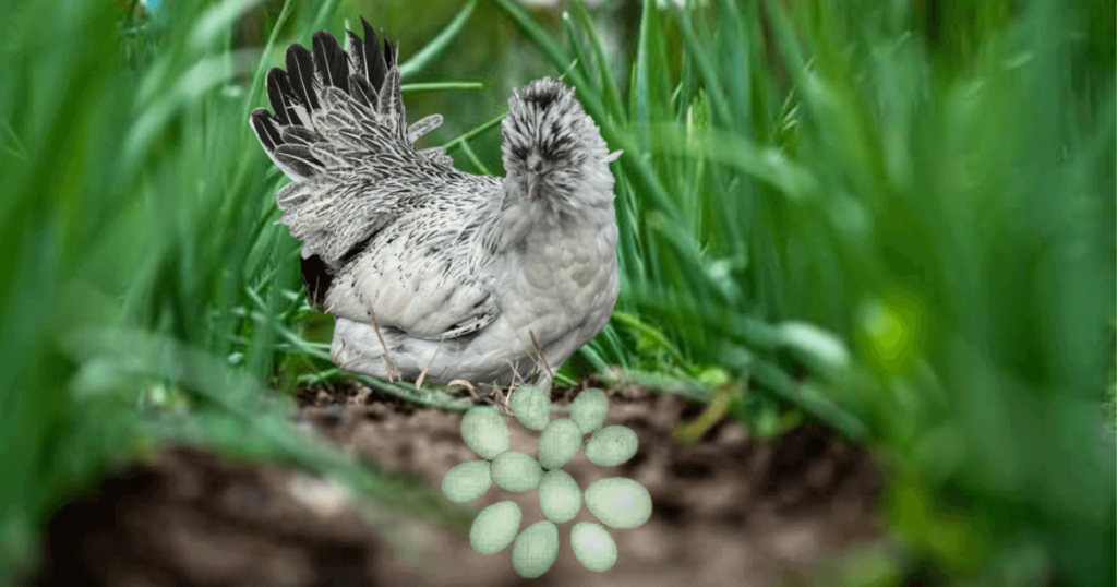 white chicken and eggs