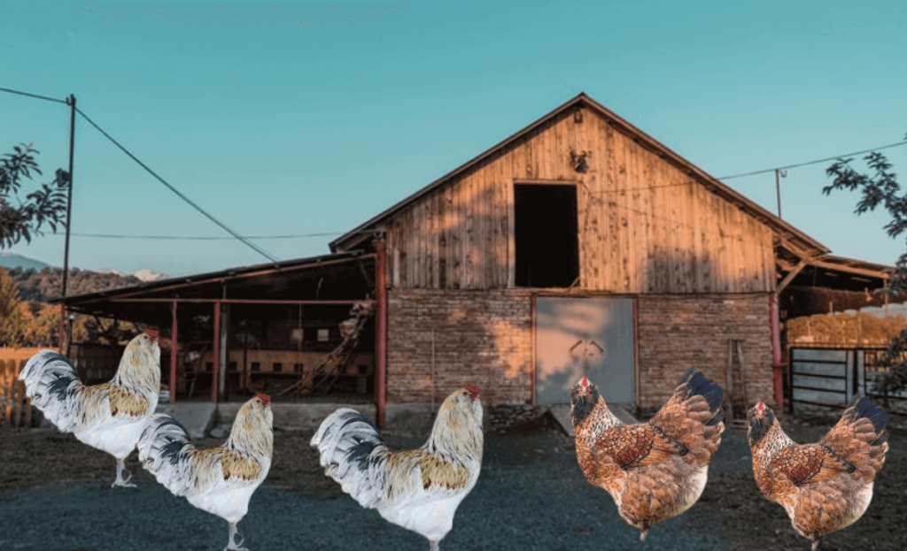 a house chicken coop and  chickens