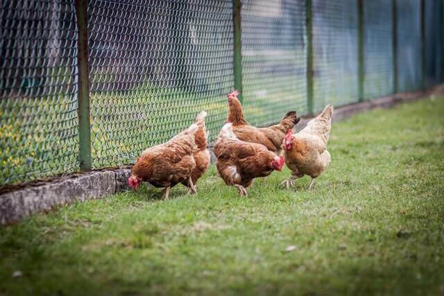 flock inside a large wire mesh coop