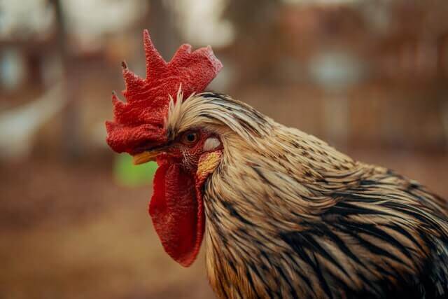 white and black rooster head photo