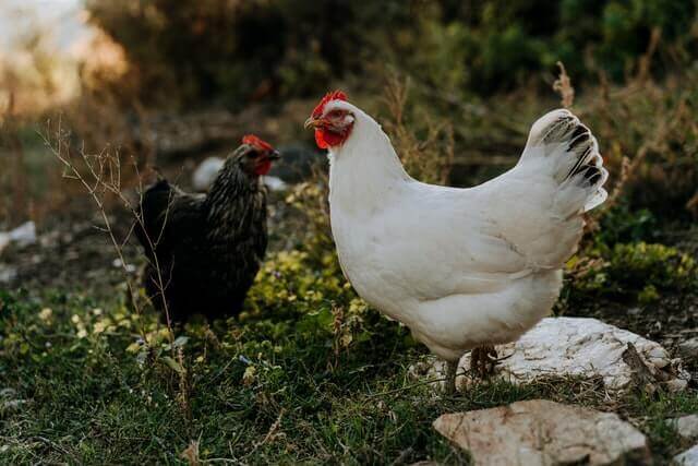 two chickens black and white