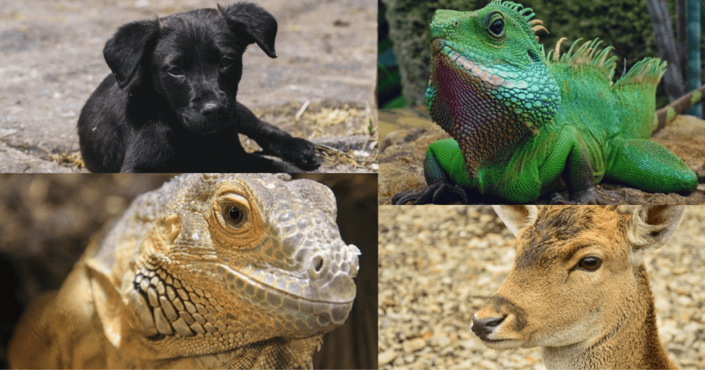 mammals and reptiles