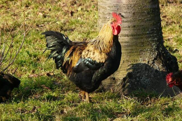 a rooster near a tree trunk